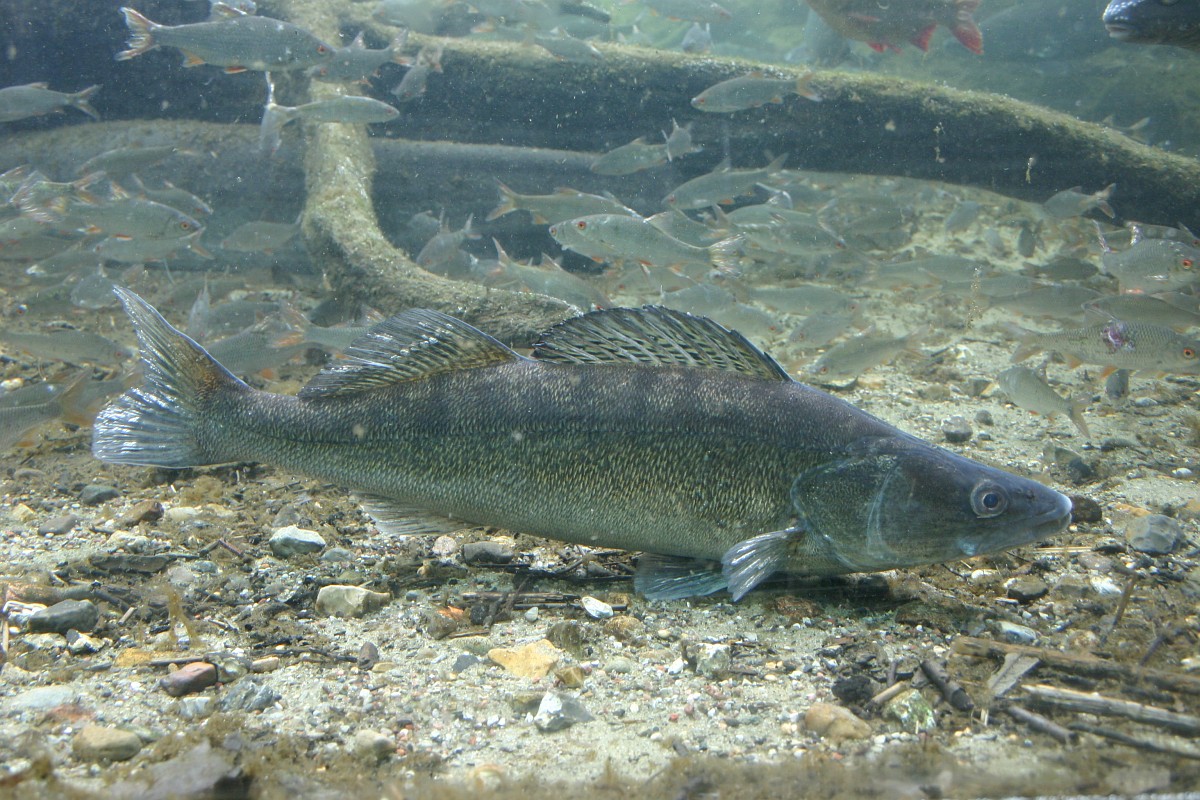 Sander lucioperca, Zander